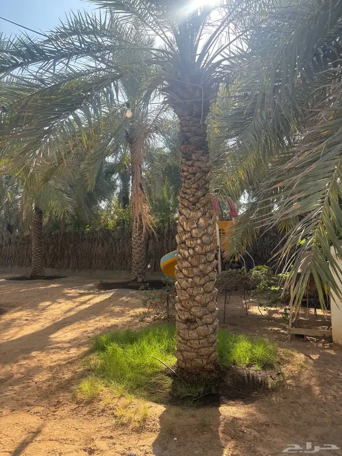 نخل بالمجان لمن يريدها 8