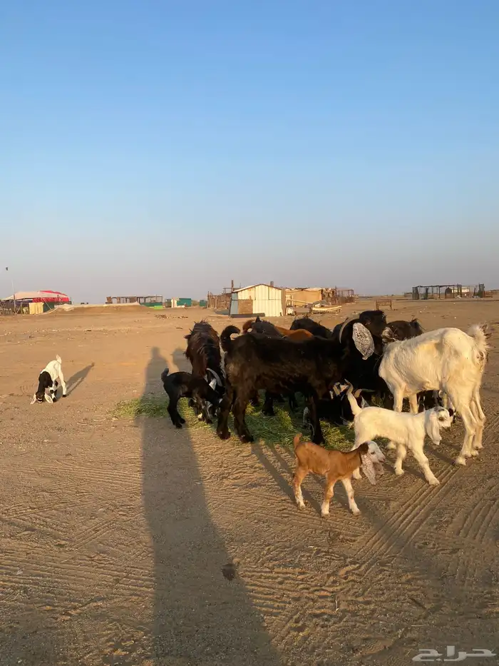 للبيع معزا ولد عوارض طيبه 48