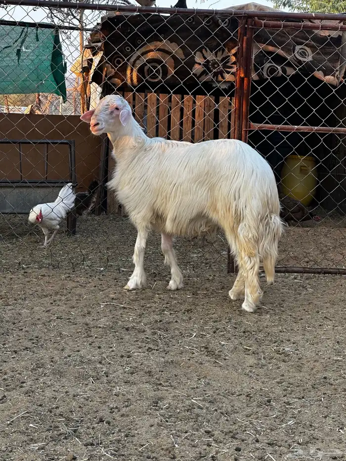 تم البيع تم البيع تم البيع مشروع فحل اصفر ابرص 2