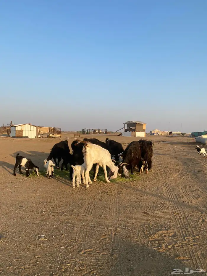 للبيع معزا ولد عوارض طيبه 36