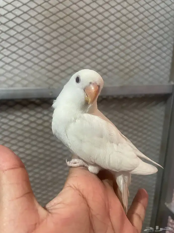 فرخ روز البينو غر 1