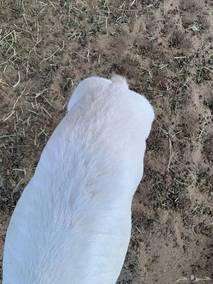 طلي طيب وسمين عمر شهرين 0