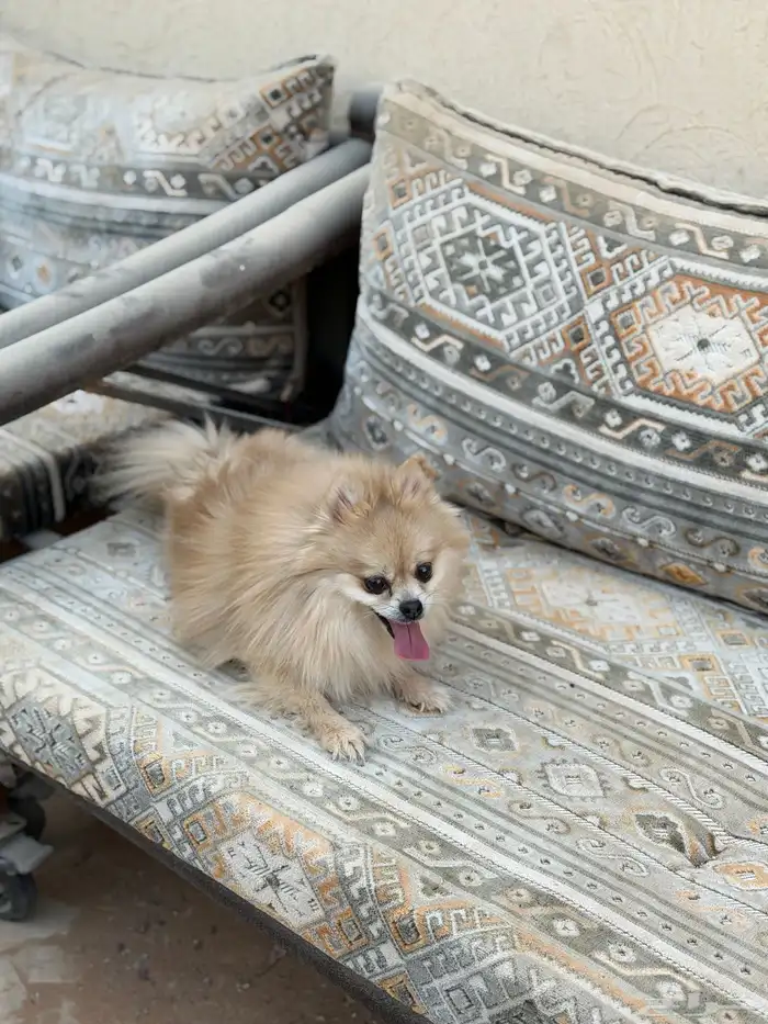 انثى بومرينيان تيدي فيس 5