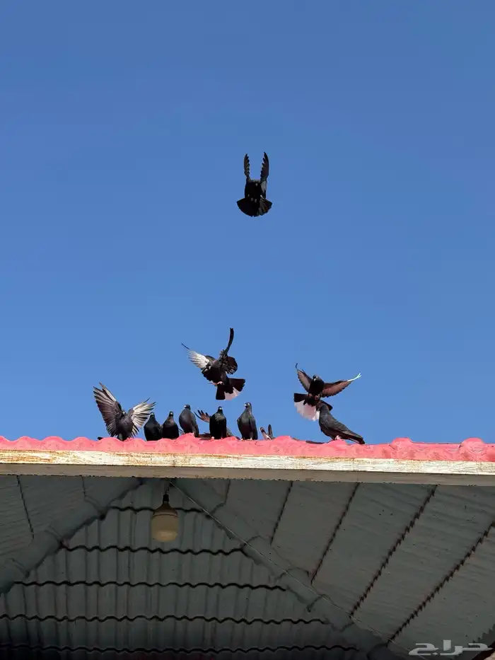 ازواج قطايف 0