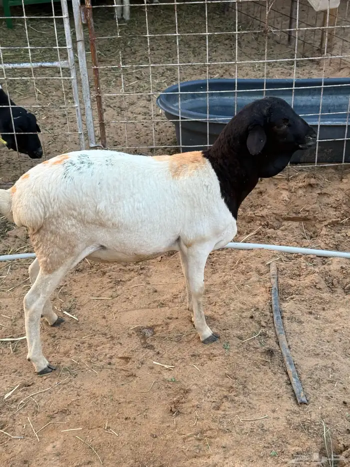 بربري جذع و ثني 0