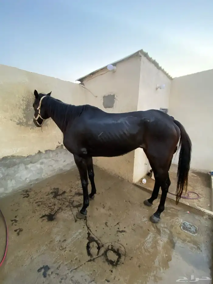 حصان انقليزي 1