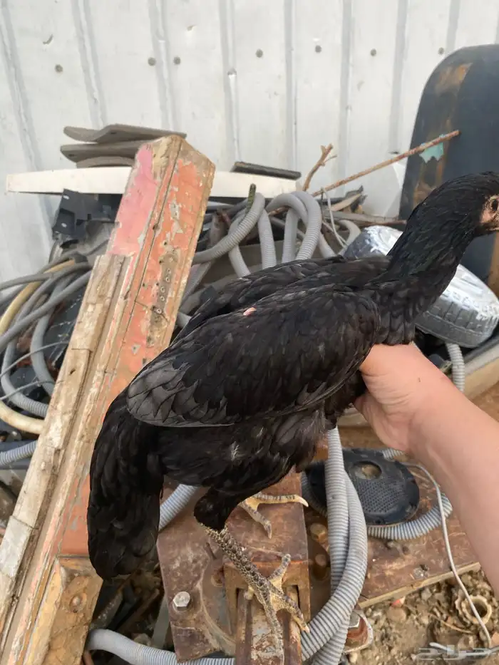 للبيع ذكر سندي 0