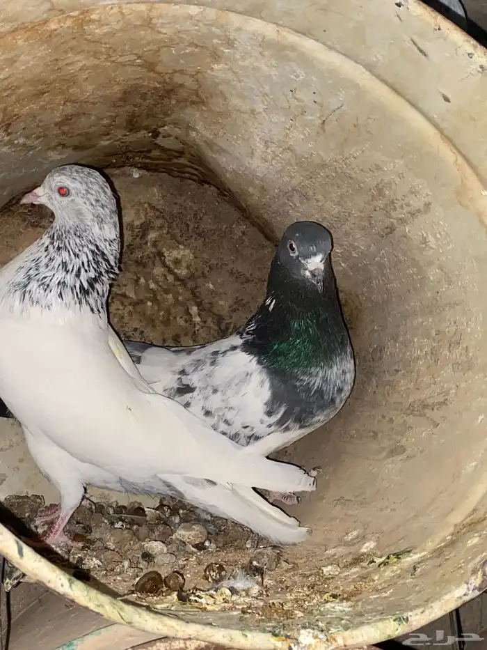 حمام باكستاني 1