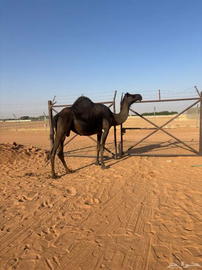 للبيع لقحه مجهم منيحة طيبة 4