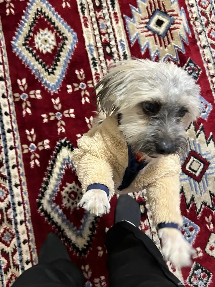 كلب انثى شيواوا 1