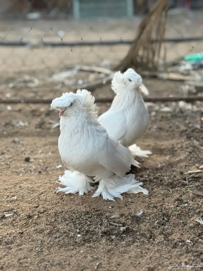 جوز بخارى ابيض انتاج لكن له فترة موقف 3