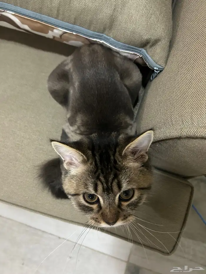 قط ذكر النوع شيرازي العمر 5 شهور أليف يحب العب 1