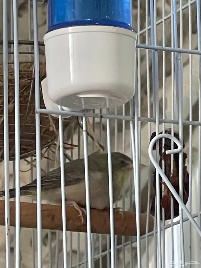 جوز عندليب وجوز زيبرا فراولة 3