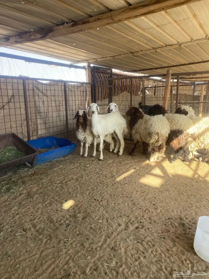 رخال نعيم وحريه ظهورها طيبه 3