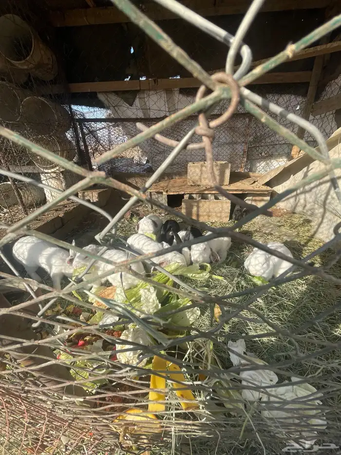 أرانب 9 بري للبيع. 0