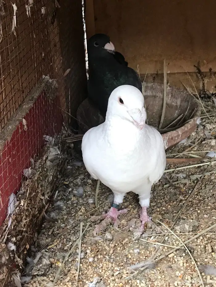 وحشي وهومر وعبسي وبربري 6