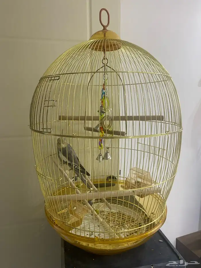 ببغاء كروان 0