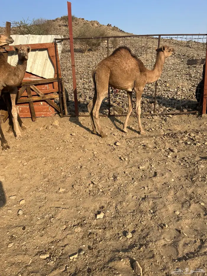 للبيع قعدان 1