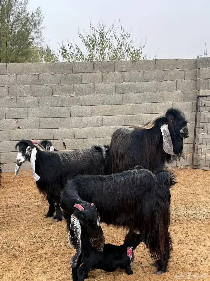 فحل ماعز فاااخر 3