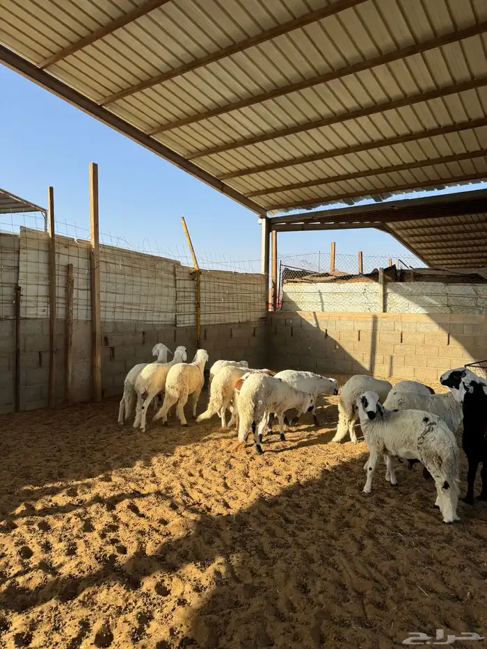 سواكن مرابي 6