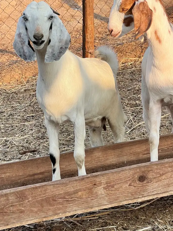 جفرات مزاين دفيع 0