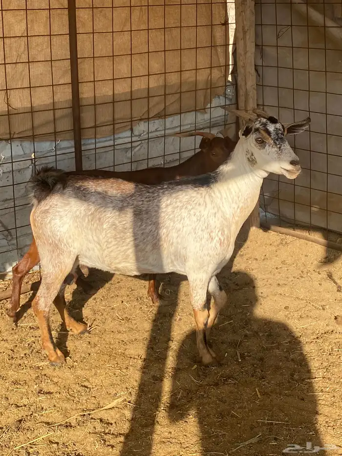 معزا محايله دفيع تم البيع 6