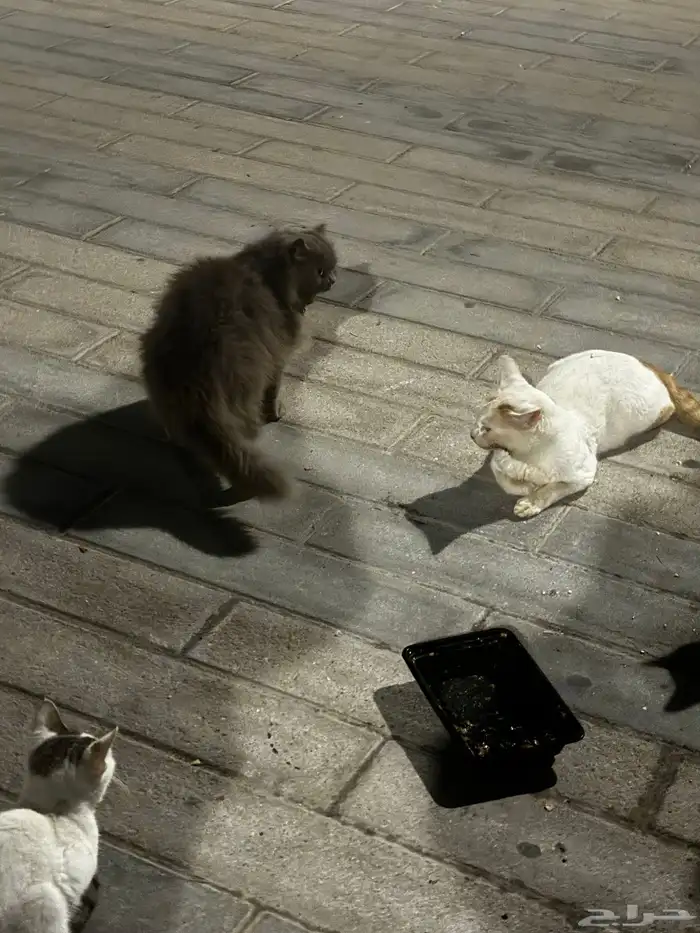 قطه منزل جميلة جدا   للتبني مرميه ب كورنيش البط بالخبر 4