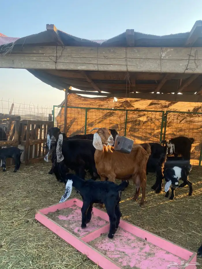 للبيع معزا ولد عوارض طيبه 27