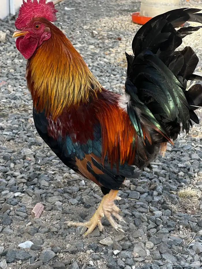 ديك فري للبيع 0