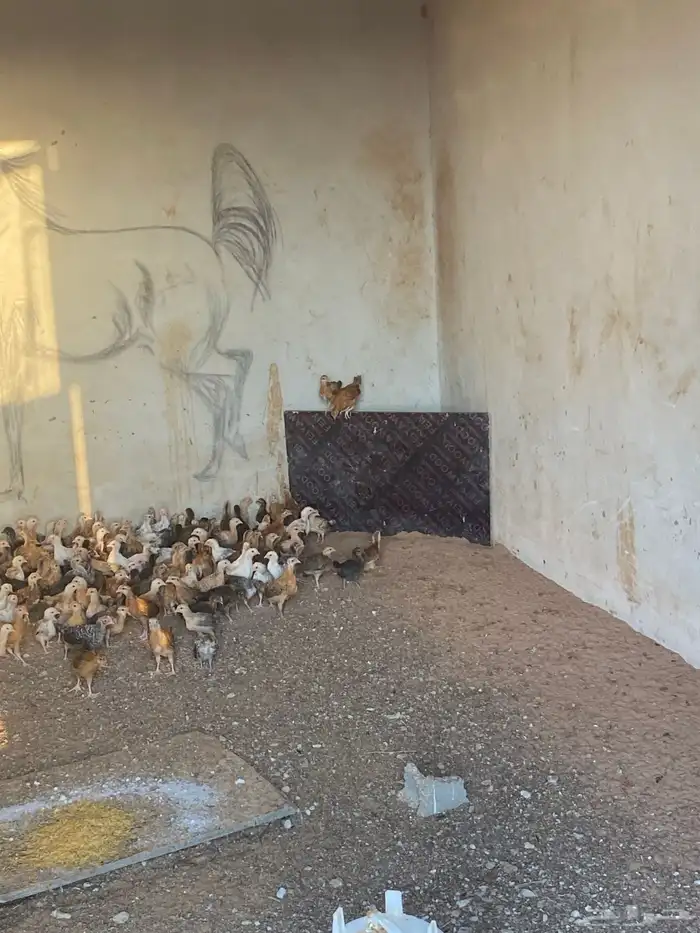 صوص بلدي العمر شهر 8