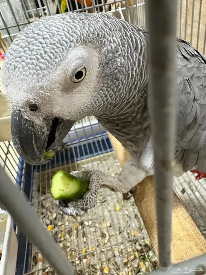 بغبغاء كاسكو أفريقي (African Grey Parrot 0