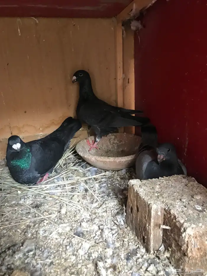 وحشي وهومر وعبسي وبربري 3