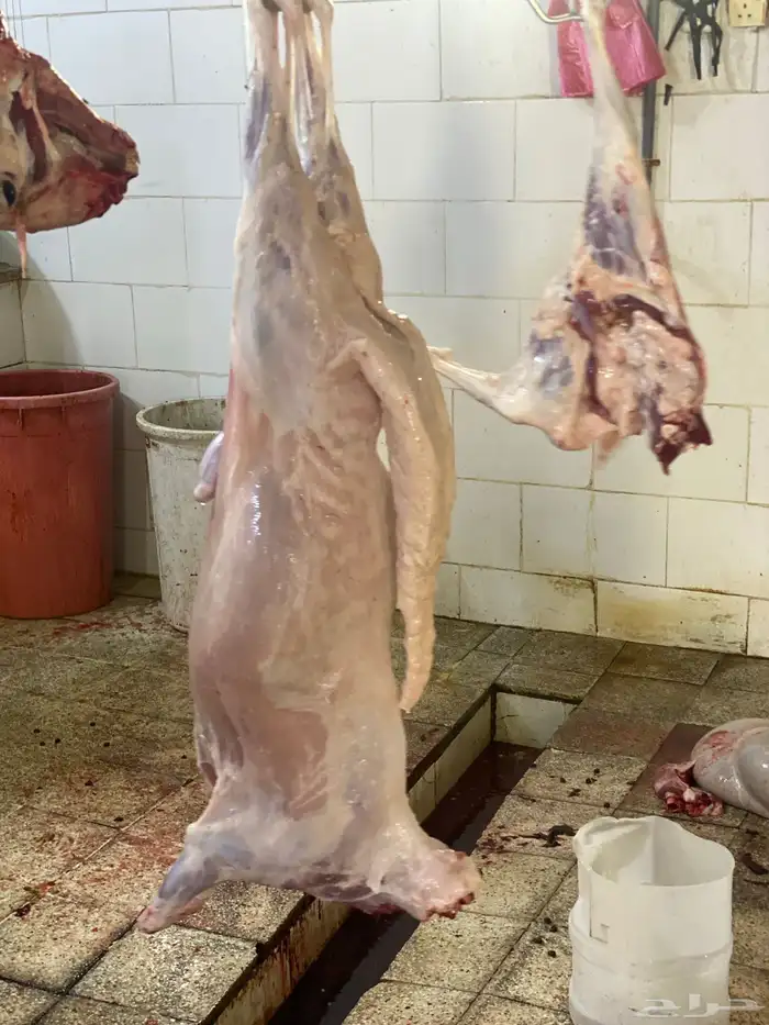 طليان سواكن حمري تربيه شرط النظافة والتجربة خير برهان 3