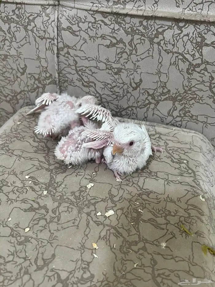 فروخ روز البينو عبون احمر 3