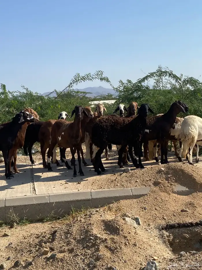 سواكن خلفات ودفيع 5