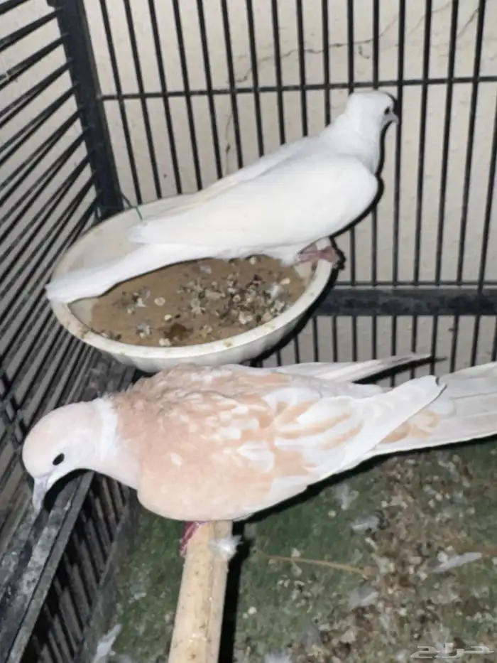 جوز ياكريم (يمام) 2