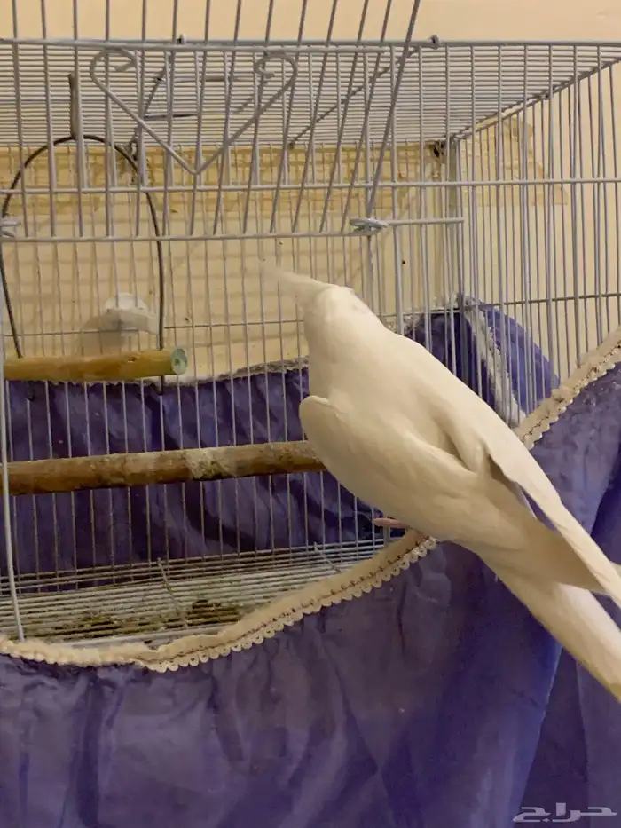 كروان البينو ذكر اليف 1