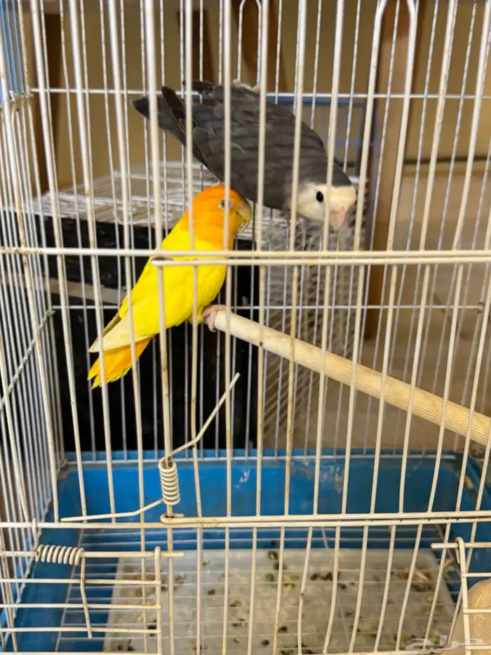 جوزين طيور روز 5