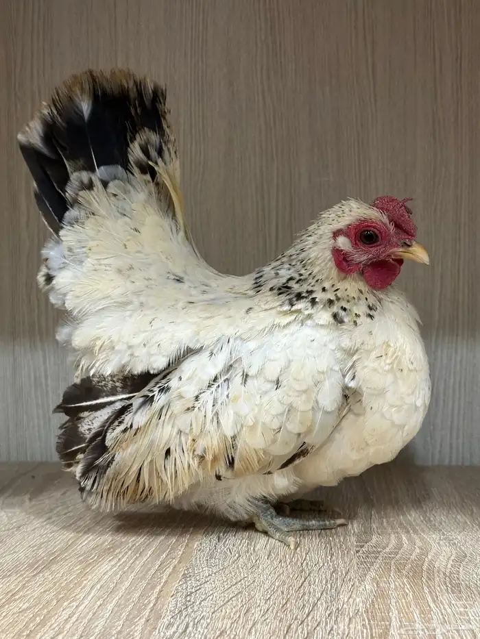 دجاج قزم 8