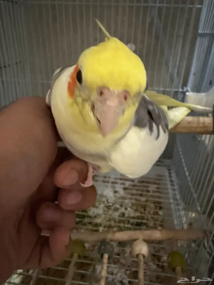 للبيع - كروان متكلم 2