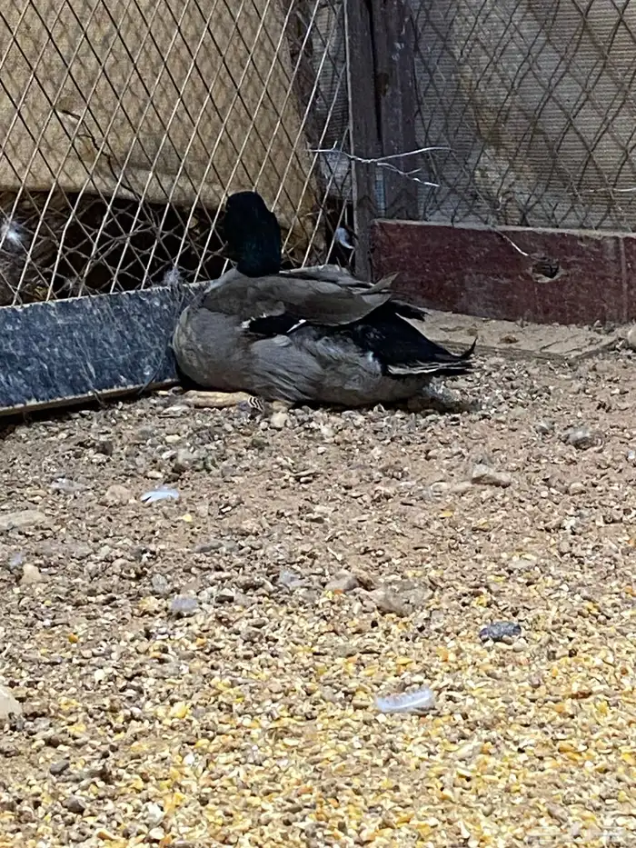 بط نحم منتج 3