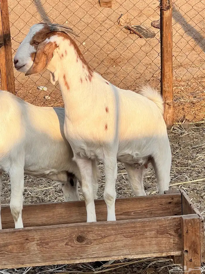 جفرات مزاين دفيع 1