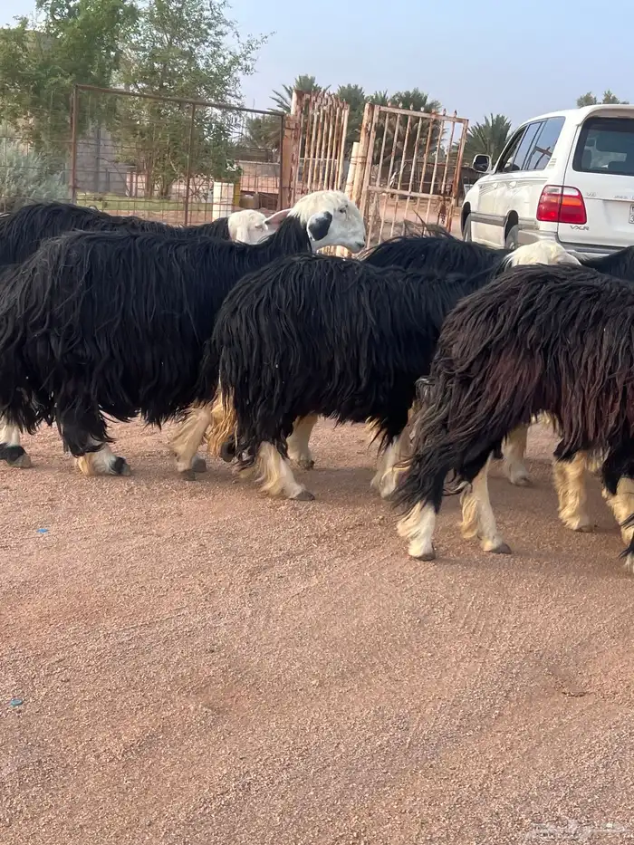 مراح غنم نجد للبيع 2