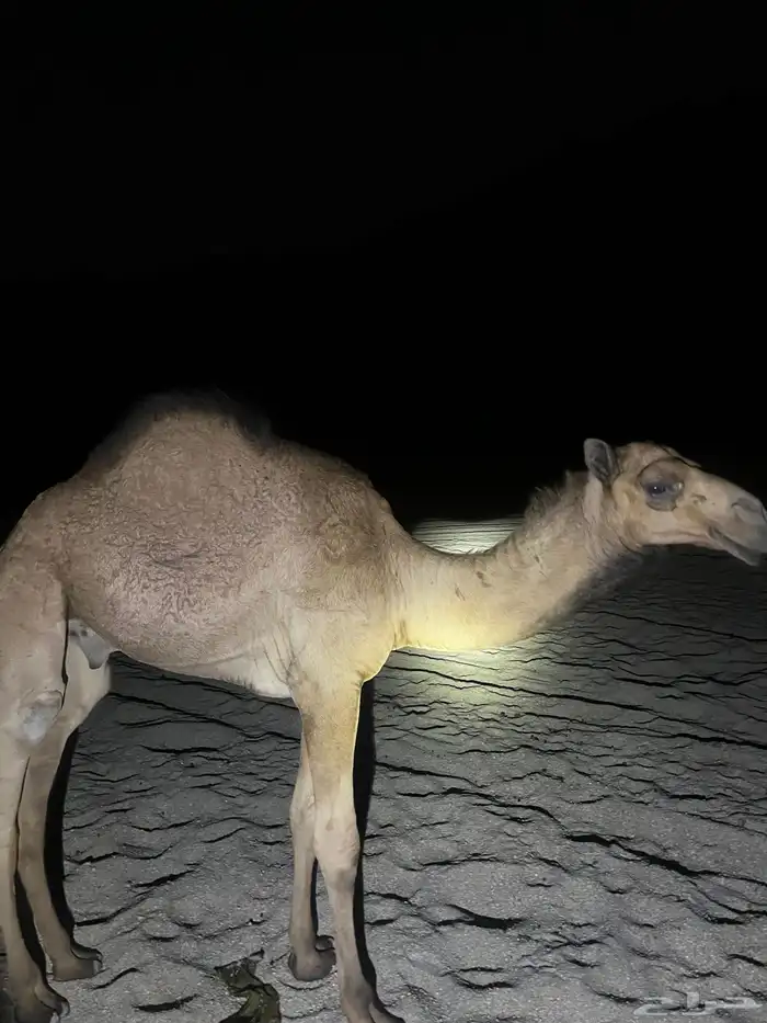 قعدان للبيع فل شحم 6