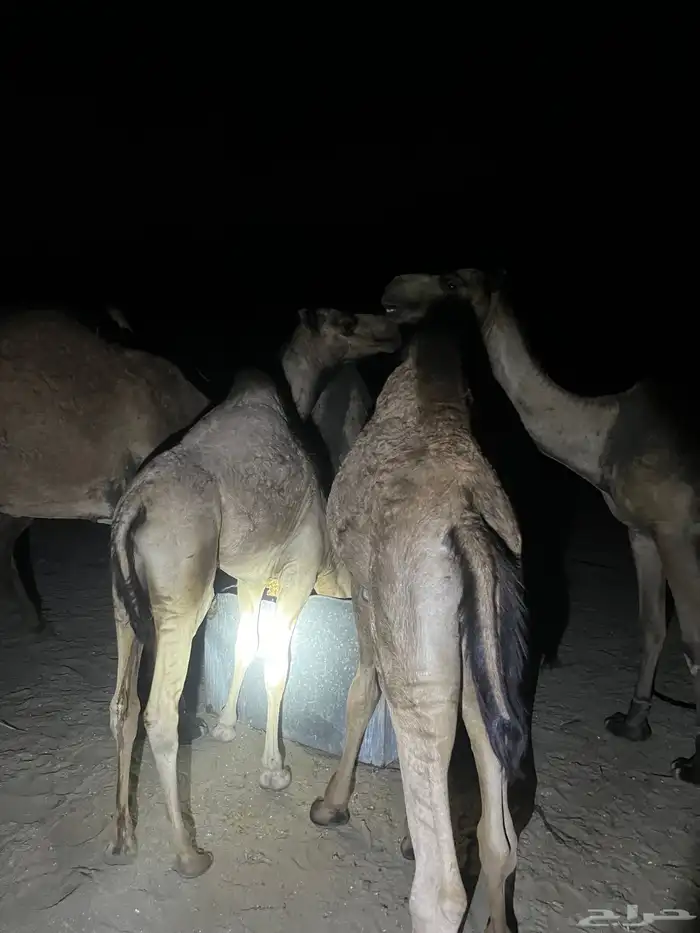 قعدان للبيع فل شحم 8