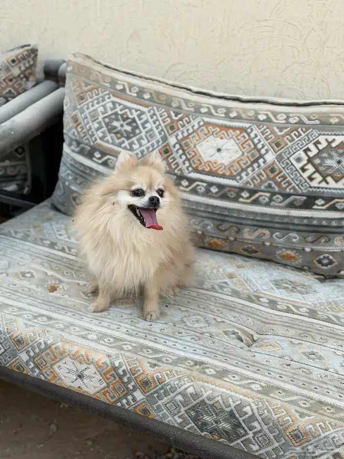 انثى بومرينيان تيدي فيس 3