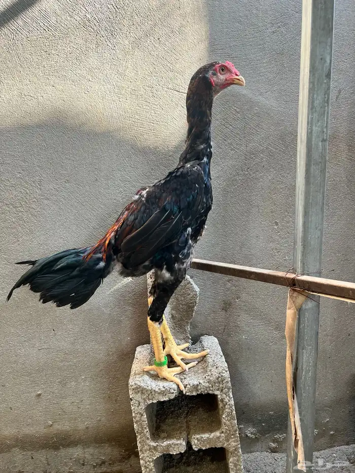 زوج شامو ياباني 4