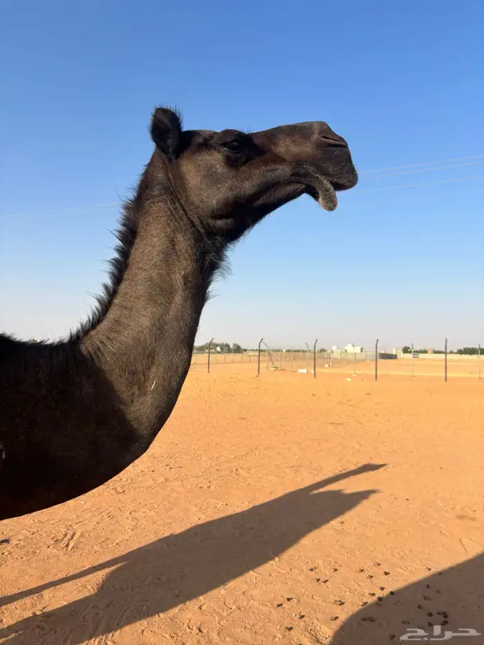 للبيع لقحه مجهم منيحة طيبة 0