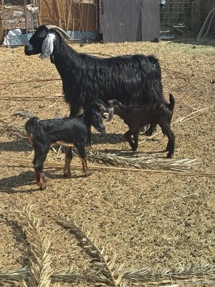 عنز متاومه طيبه 0