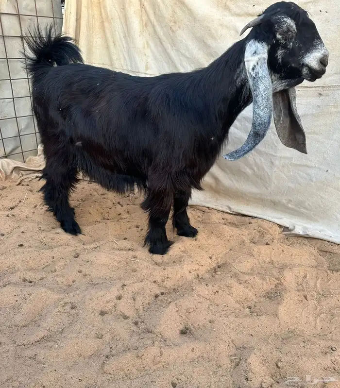 عرض بيع جذعات عوارض صنف 1